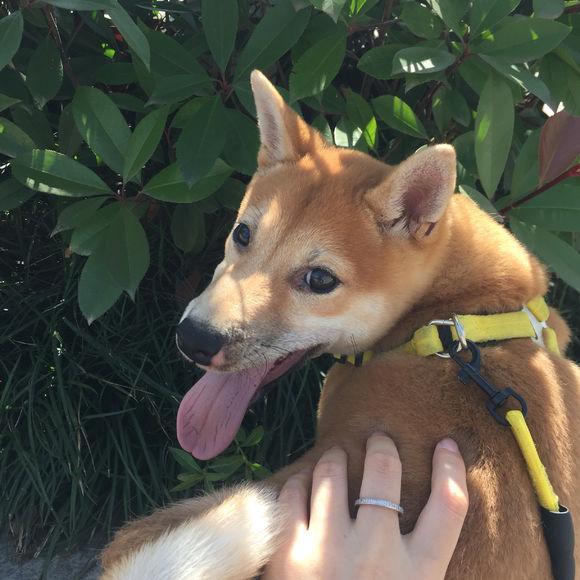 柴犬的脸特别尖并不是串串柴犬有两种脸型圆脸和尖脸