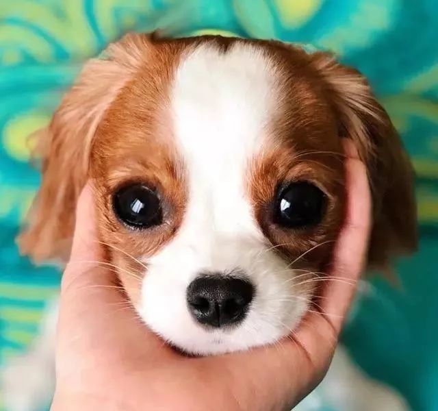 水汪汪大眼让许多粉丝融化啦!