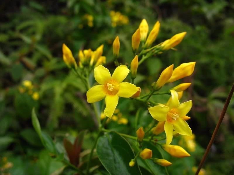 断肠草的品种那么多这植物对人的毒性很强对牲畜却是没毒的