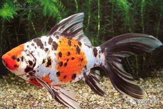 18种懒人鱼 有水就能活 好看又好养 腾讯新闻