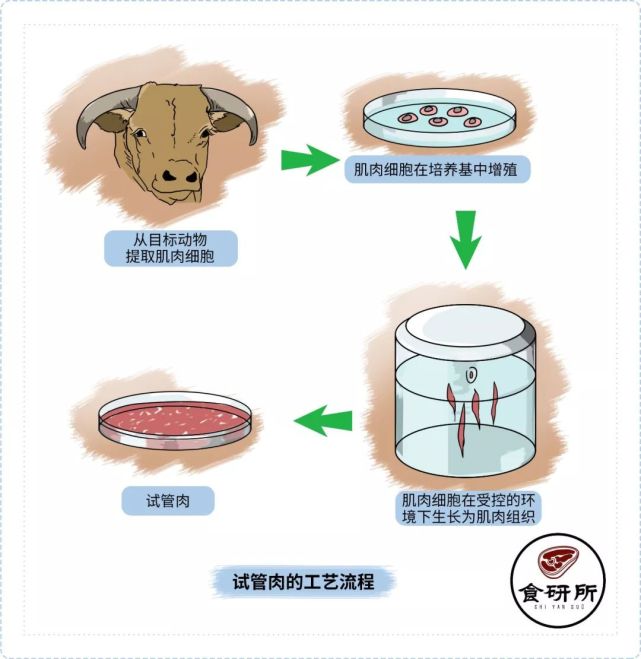 2是"动物源的人造肉"(从动物身上抽取干细胞,把它扩增培养成肌肉细胞