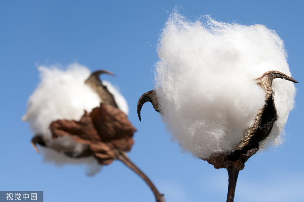 商企操作热情升温，12月棉花进口量激增