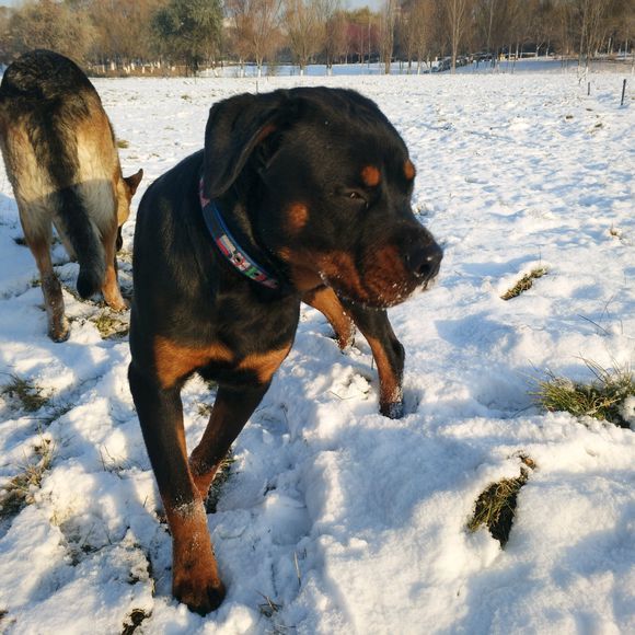 德牧在罗威纳的地盘上撒野,直接把它赶走,狗:再来废了你