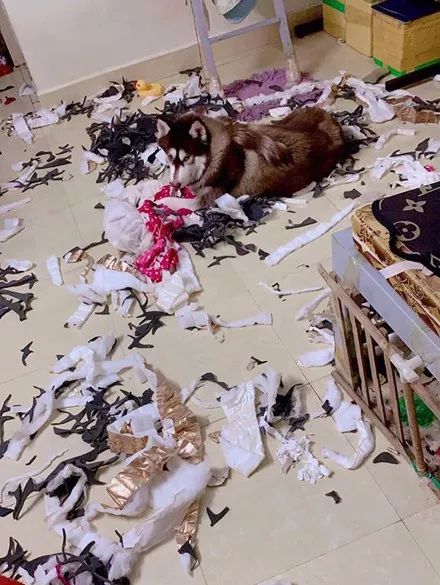 阿拉斯加拆家成瘾,于是主人这样惩罚它,太心疼狗了!