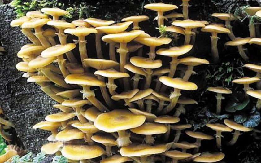 长相和金针菇相似,却是世界上最大的生物,成为无数植物的天敌