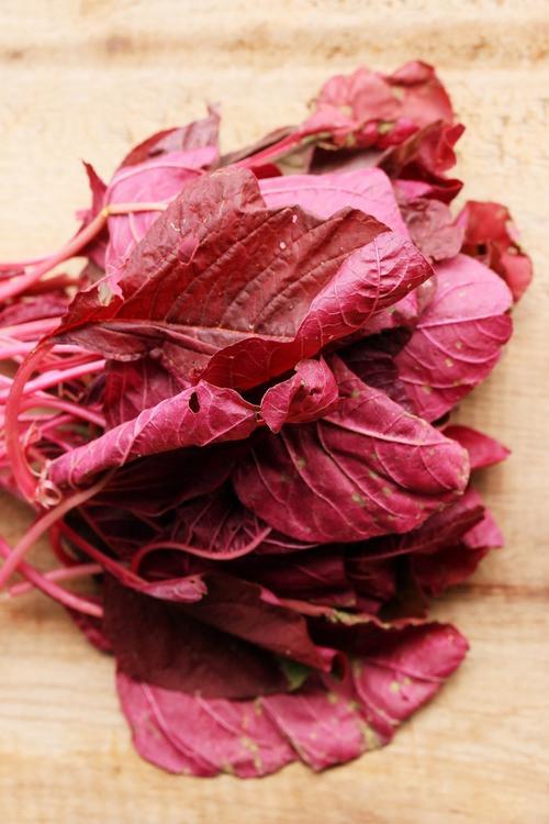 漂亮的红色菠菜,究竟是否经过了基因改造?