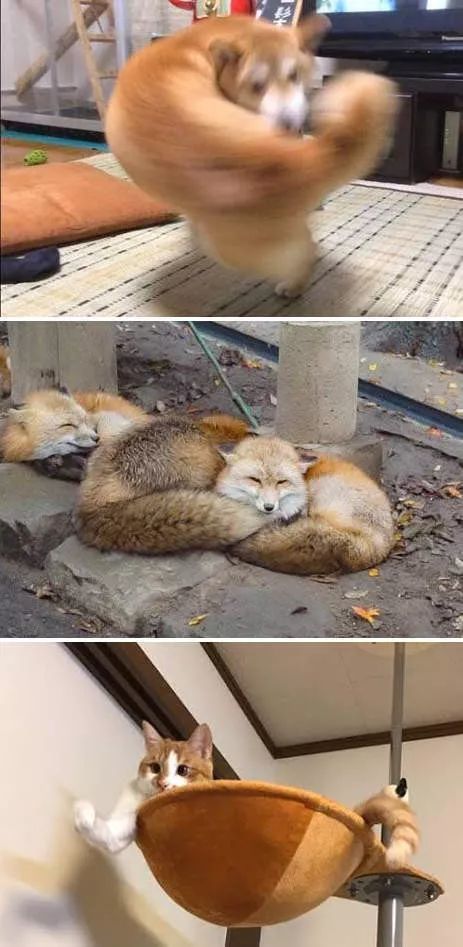 那只著名的肌肉兄贵狗也要出游戏了