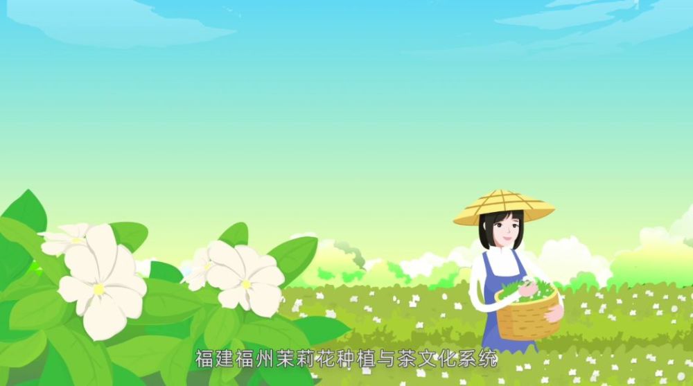 农遗系列科普微动漫:福建福州茉莉花种植与茶文化系统