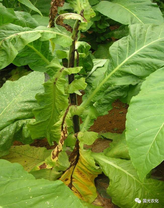烟草青枯病——唯有正确认识,方能科学防治