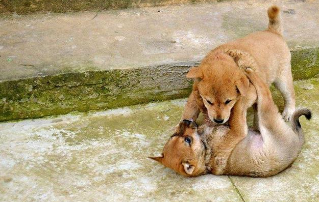 为什么狗打架时只要一方露出肚皮,双方就不打了?网友:看完我涨知识了!