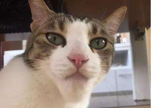 调皮猫咪非要招惹蜜蜂 结果模样大变 铲屎官到底该如何帮助它 腾讯新闻