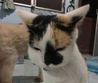 调皮猫咪非要招惹蜜蜂 结果模样大变 铲屎官到底该如何帮助它 腾讯新闻