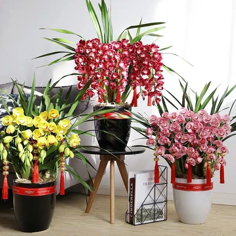 最适合 过年 养的10种 懒人花 12月买了 过年就开花 腾讯新闻