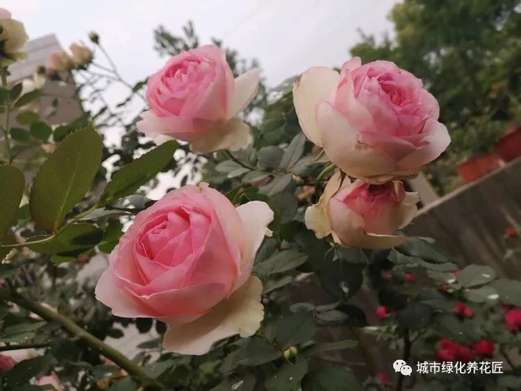 冬季不知怎么养护月季 冬季掌握4板斧 月季来年芽粗枝旺开花多 腾讯新闻