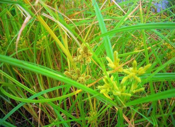 农村一"光棍草",农民视它为害草,见到就拔,不知能卖30元一斤