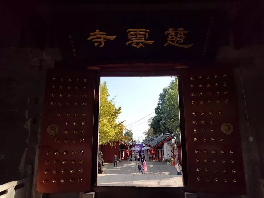 慈雲寺最出名的銀杏樹從入寺門開始便吸引來足夠的眼球.