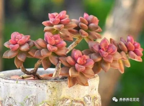 不小心给多肉浇水多了怎么办 及时做1步 以免烂根化水出问题 腾讯新闻