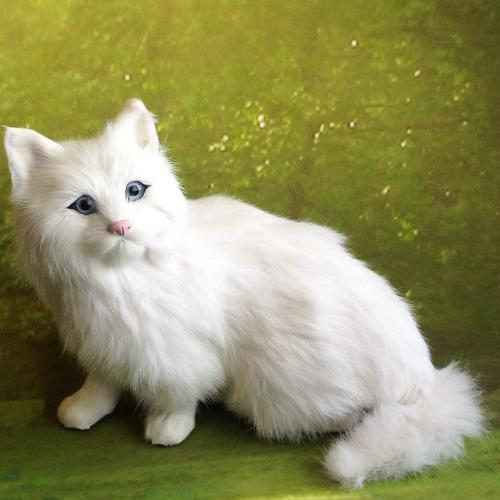 蓝眼白猫是什么品种 是蓝眼睛白毛猫的统称 没有具体品种 腾讯新闻
