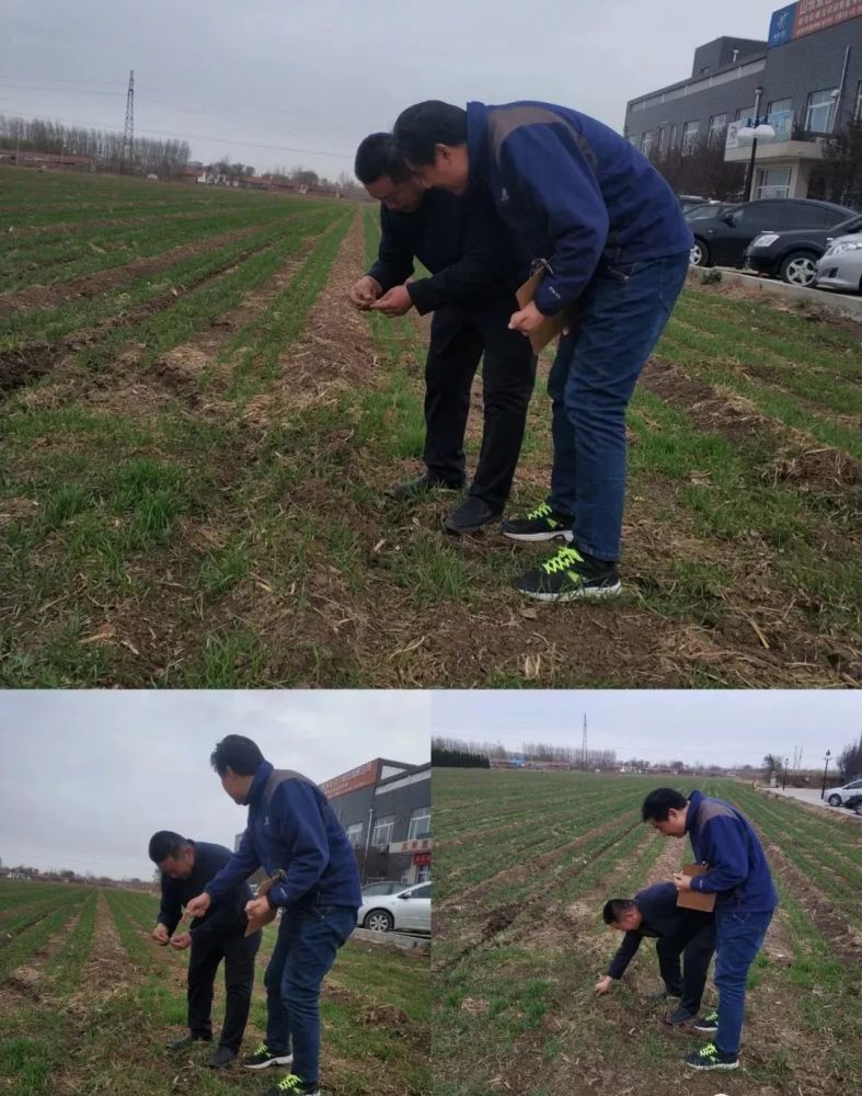 如果弱苗,像晚播的單根獨苗,最好不要冬灌,否則容易發生凍害.