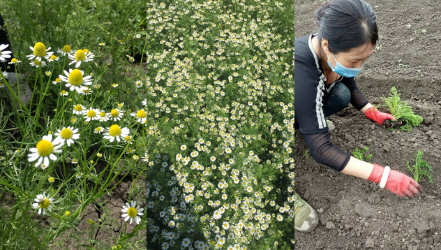 寒疆芳草的德国洋甘菊种植