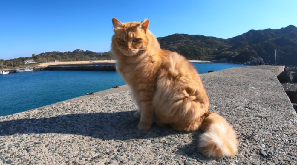 流浪猫去海边找人要鱼 却嫌小鱼太瘦 只吃了一口就让给 小弟 腾讯新闻