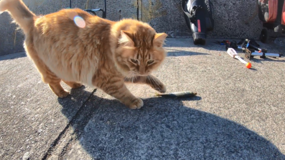 流浪猫去海边找人要鱼 却嫌小鱼太瘦 只吃了一口就让给 小弟 腾讯新闻