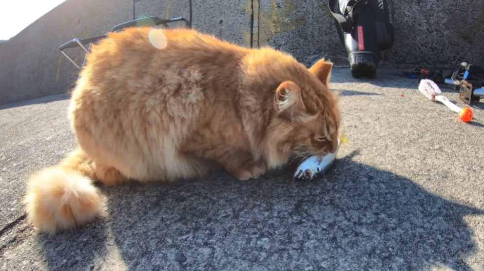 流浪猫去海边找人要鱼 却嫌小鱼太瘦 只吃了一口就让给 小弟 腾讯新闻