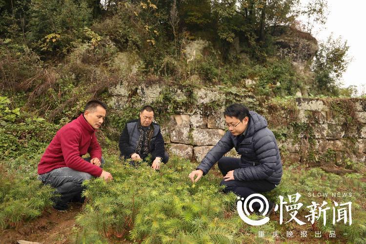 罗清云(右)和村干部一起查看杉树生长情况进村为啥还要"拼摩的"?