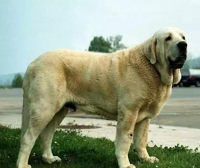 世界上最大的10种狗狗 中国藏獒竟然落榜 大丹犬仅排第八 腾讯新闻