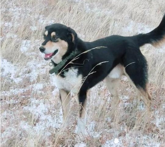 蒙古獒犬要比一般的細犬更加地強壯,更具攻擊性, 體型大