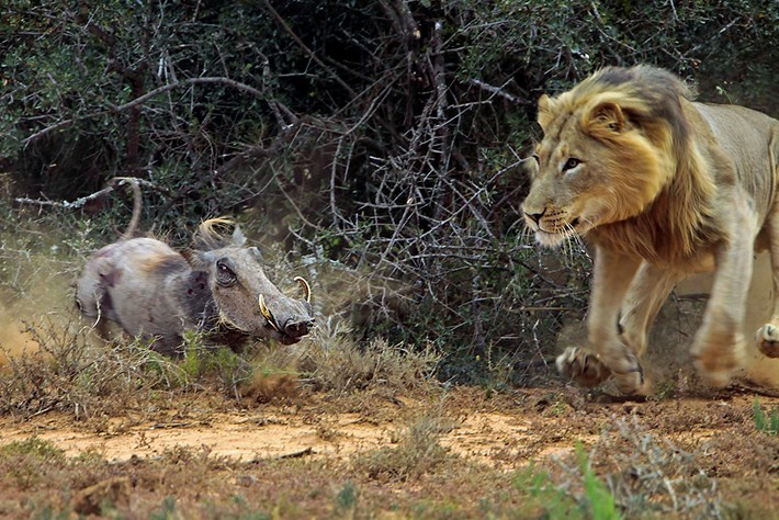疣猪走错路 正面遭遇雄狮 一场堪称史诗级的碰撞开始了 腾讯新闻
