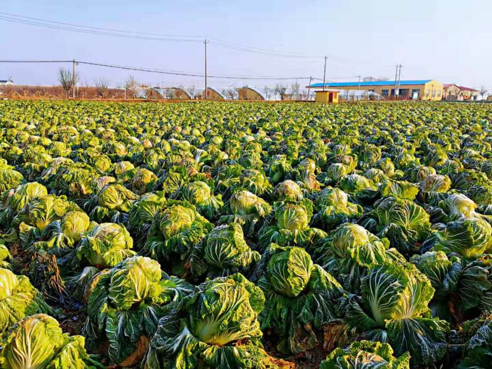 在这一时期,国家也非常重视胶州大白菜的生产,胶州大白菜原产地三里河