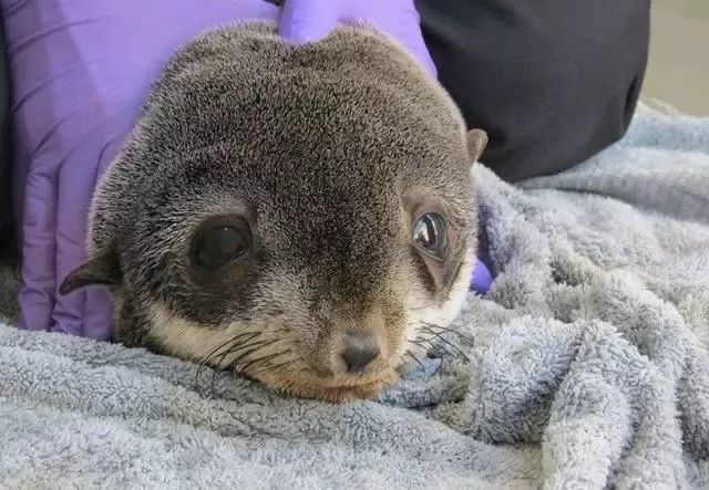 停车场惊见可爱海狮宝宝,被救援后竟立刻摇摇晃晃打瞌睡