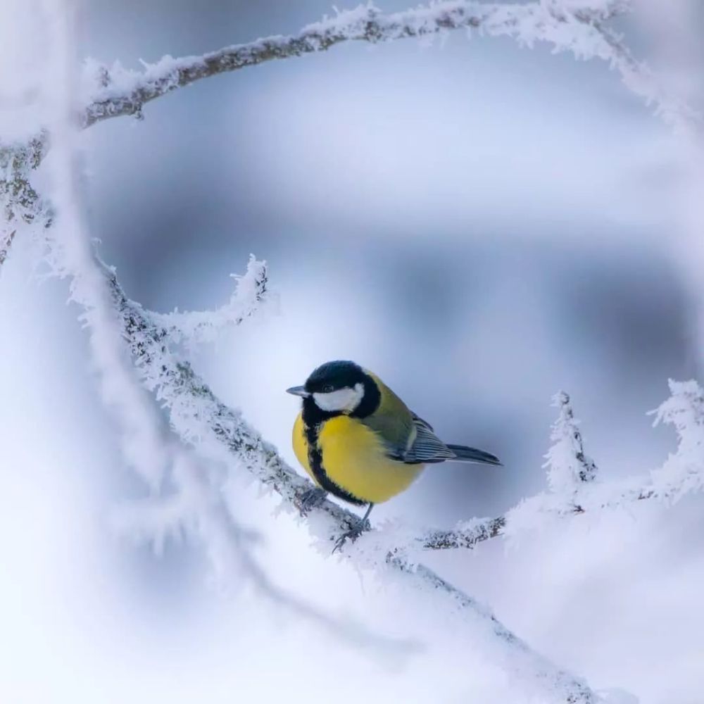 雪中的鸟儿,分外美!
