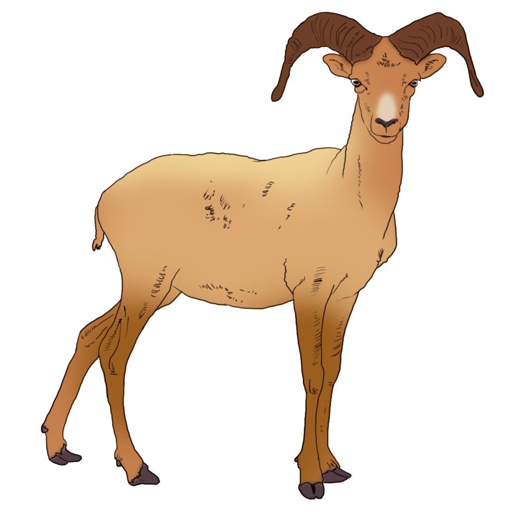 正确吃羊肉 健康过寒冬 腾讯新闻