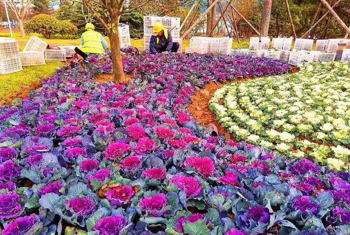 羽衣甘蓝扮靓日照港城