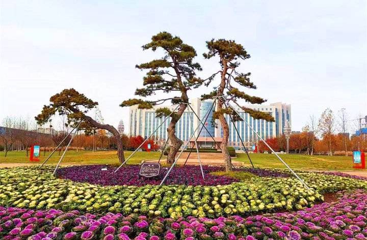 羽衣甘蓝扮靓日照港城