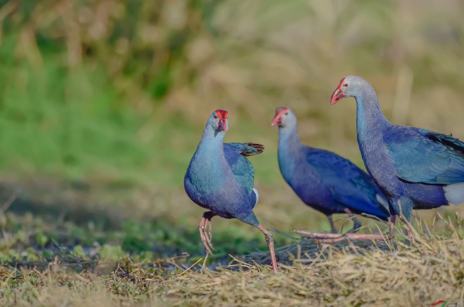 被宣布灭绝50年的"巨水鸡"再现,从最初的几只,发展到200多只