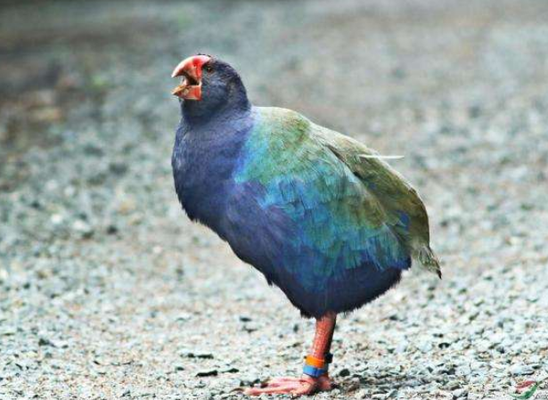 被宣布灭绝50年的"巨水鸡"再现,从最初的几只,发展到200多只