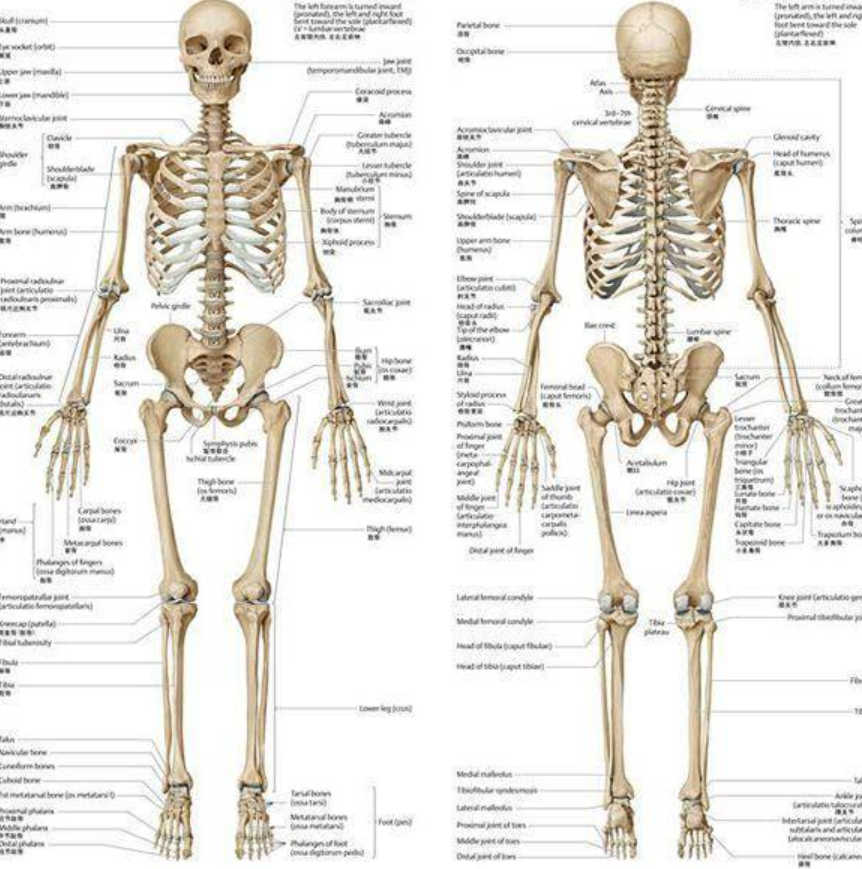 男女骨骼差异图男生图片