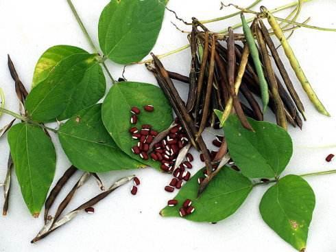 赤豆虽好,却不是人人都适合吃