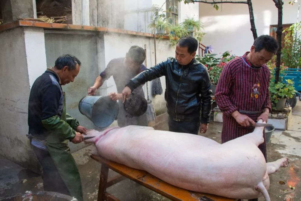 猪肉这么贵!你被邀请吃杀猪饭了吗?