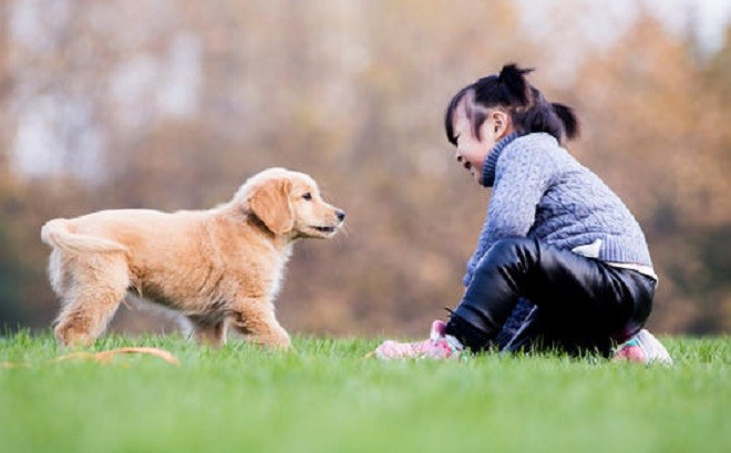 家里有宝宝不能养的5种小型犬 你了解吗 腾讯新闻