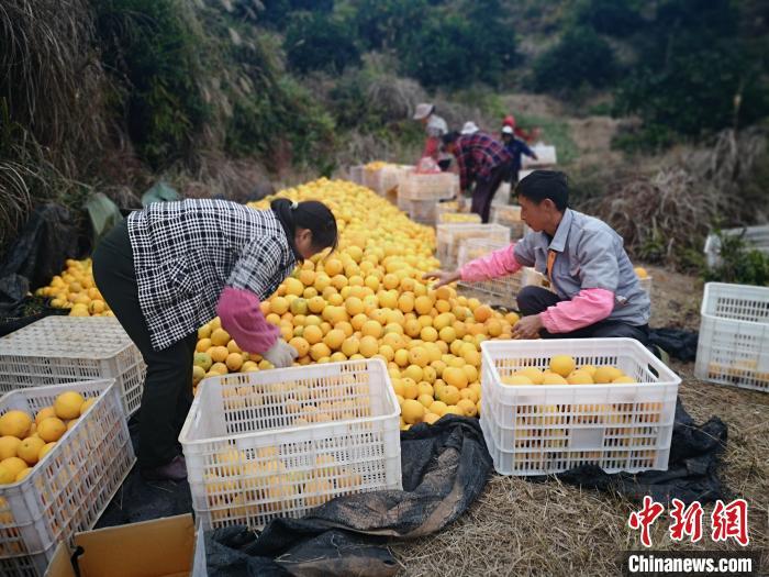 蘇路程 攝11月29日,眼下正值贛南臍橙豐收時,信豐縣嘉定鎮莊高村琶耨