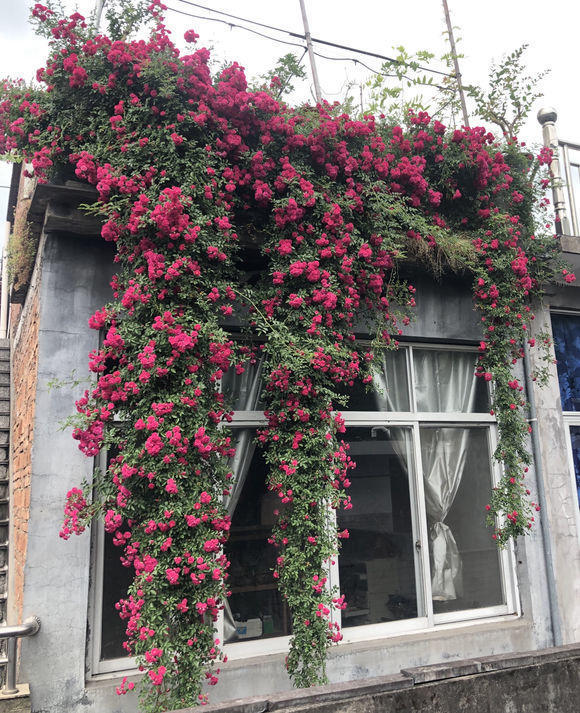 种棵"玫瑰蔷薇",爆开10000朵,开成"花房",四邻八舍都来看_腾讯新闻