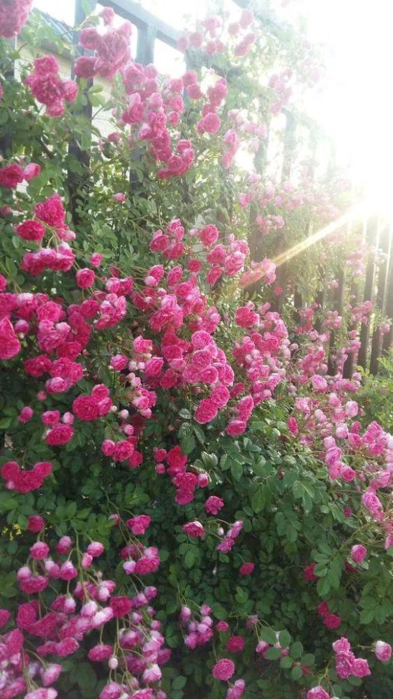 种棵 玫瑰蔷薇 爆开朵 开成 花房 四邻八舍都来看 腾讯新闻