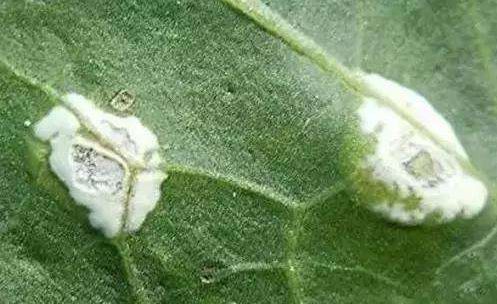 白锈病防治方法:防止叶菜白锈病,合理使用把菌清,白锈低等真菌生,丙森