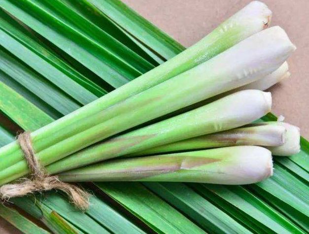 香茅有消毒,杀菌与治疗神经痛,肌肉痛的作用,因而被誉为"消痛剑客",对