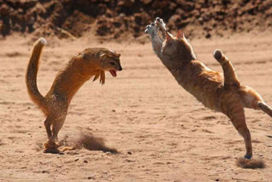 凶狠的黄鼠狼天敌是啥?它见了都要赶紧跑,网友:没想到吧