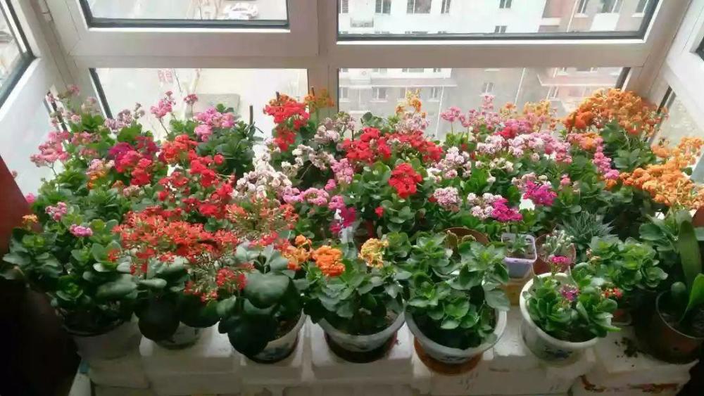 阳台种花